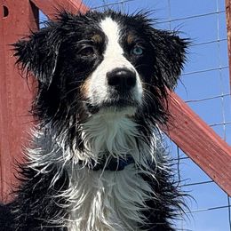 Kyma - Australian Shepherd