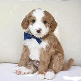 Robby - Brown and white male Bernedoodle puppy in North Ogden, Utah from Bourbon Bernedoodles
