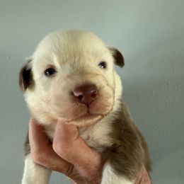 Poppy - Red tri-color female Australian Shepherd puppy in Ellensburg, Washington from Creekside Aussies