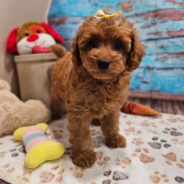 Jaden - AKC - Apricot female Poodle puppy in Lebanon, Missouri from Leerose Puppies