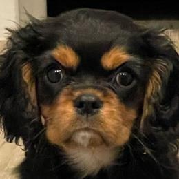Cavalier King Charles Spaniel Puppies from Meant To Be Cavalier King Charles Spaniels