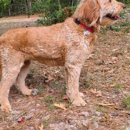 Goldendoodles from Doodle Family