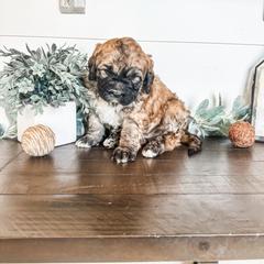 Aussiedoodle, Goldendoodle, Poodle, Saint Berdoodle, Saint Bernard, and Sheepadoodle Puppies from Rocky Ridge Ranch