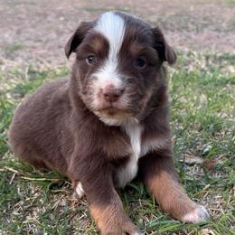Girl 4 - Red tri-color female Australian Shepherd puppy in Lubbock, Texas from REKN’ Kennel Aussies