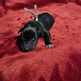 Tlaloc (Loc) - Black and white male Xoloitzcuintli puppy in Florissant, Colorado from Witching Hour Kennel
