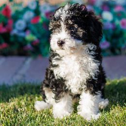 Darla - Tri-color female Bernedoodle puppy in Gilbert, Arizona from Safe Havynn Doodles