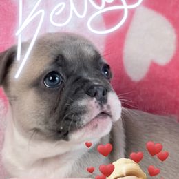 French Bulldog Puppies from Furchildbreeds