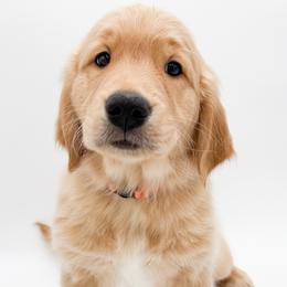 Daisy - Dark golden female Golden Retriever puppy in Elmwood Park, Illinois from Goldens&MiniAussiesWithFinesse