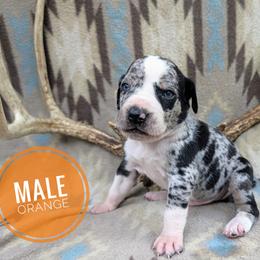 Catahoula Leopard Dog Puppies from ArkieHoulas