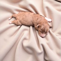 Lion - Red merle male Aussiedoodle puppy in Sparta, Missouri from Sis' Doodles & Poodles