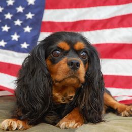 Stella - Cavalier King Charles Spaniel
