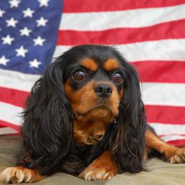 Stella - Cavalier King Charles Spaniel