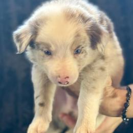 Bacon - Red merle male Border Collie puppy in East Ellijay, Georgia from Nine Peaks Border Collies