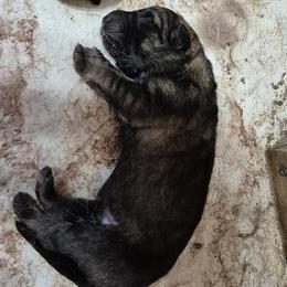 Boy 5 - Sable male German Shepherd puppy in Lake George, Colorado from High Country German Shepherds