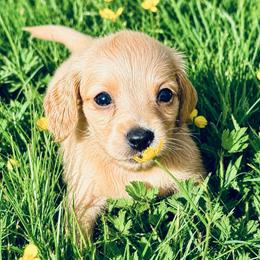 Beau - Cream male Dachshund puppy in Salem, Oregon from Longdox Mini Dachshunds