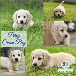 Percy - Cream male Dachshund puppy in Meadville, Pennsylvania from Four Seasons Dachshunds