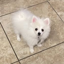 Bandit - Pomeranian