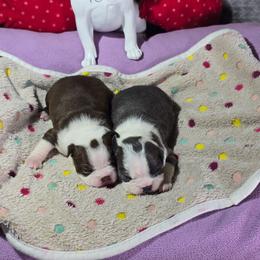 Scarlet Witch - Red female Boston Terrier puppy in Millers Creek, North Carolina from Tumbling Shoals Hilltop Bostons