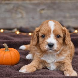 Scout - Red male Cavapoo puppy in Narvon, Pennsylvania from Stoltzfus Family Puppies (license number 18844)