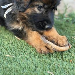 Miss white - Black and red female German Shepherd puppy in La Salle, Colorado from Pure Heart German shepherds