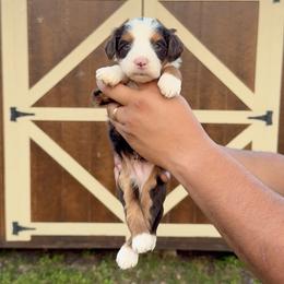 Leo - Tri-color male Bernedoodle puppy in Greenville, Texas from Doodles of Promise