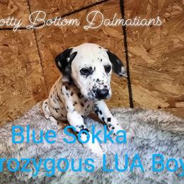 Dalmatian Puppies from Spotty Bottom Dalmatians