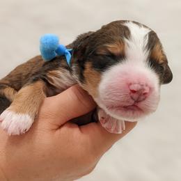 Bernedoodle, Goldendoodle, and Poodle Puppies from Teddy Doodles & Standard Poodles