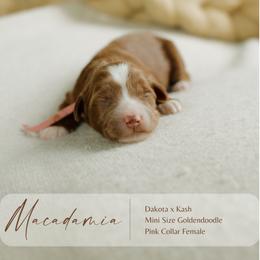 Macadamia - Red  female Goldendoodle puppy in Hiddenite, North Carolina from Rose and Reid Doodles