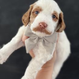 Rookie - Parti male Goldendoodle puppy in Escalon, California from Miley&Co.
