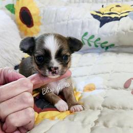 Sia - Chocolate sabled fawn female Chihuahua puppy in Ponca City, Oklahoma from Bliss Acres Farm