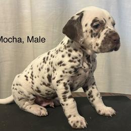 Liver White Male - White and liver brown male Dalmatian puppy in Fayette, Missouri from Lazy B Bassets and Dalmatians