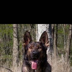 German Shepherd All Grown Up from Struenebach kennel