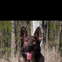 German Shepherd All Grown Up from Struenebach kennel