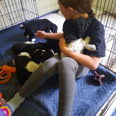 Bordoodle Puppies from Country Life Bordoodles