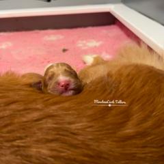 Nova Scotia Duck Tolling Retriever Puppies from Meadowlark Tollers