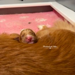 Nova Scotia Duck Tolling Retriever Puppies from Meadowlark Tollers