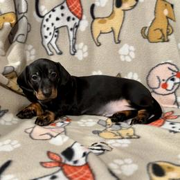 Mischief Maker - Black and tan male Dachshund puppy in Madison, Wisconsin from Mahzian Miniature Dachshunds