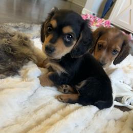 Charlie AKC - Black and tan male Dachshund puppy in Marseilles, Illinois from Zacha’s Doxie House