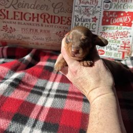 Derrick - Chocolate and tan male Dachshund puppy in Roanoke, Alabama from Windsor’s Miniature Dachshunds