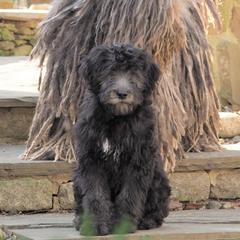 Bergamasco Sheepdog Puppies from Silver Pastori Bergamascos