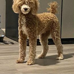 Apple AKC - Poodle