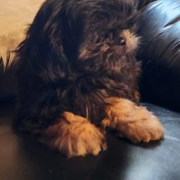 Shih Tzu Puppies from Deborah Theisen