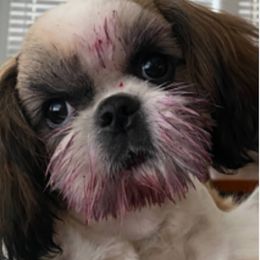 Shih Tzu Puppies from Jazzie Shih Tzu