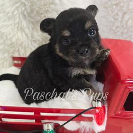 Gummy - Black and tan male Chihuahua puppy in Bowdon, Georgia from Paschal's Pups