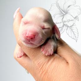 Everest - Cream male Dachshund puppy in Redding, California from Jean & Mae Doxies