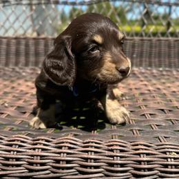 Arlo - Chocolate and tan male Dachshund puppy in Stilwell, Oklahoma from Mountain Top Dachshunds