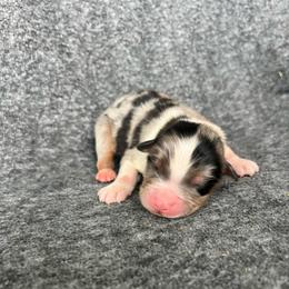 Homer - Blue merle male Australian Shepherd puppy in Kentland, Indiana from Pine Grove Aussies