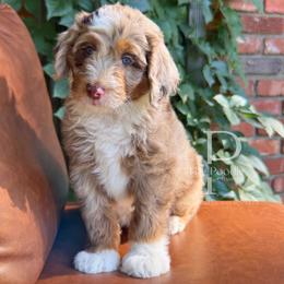 Jasper - Chocolate merle male Bernedoodle puppy in Tulsa, Oklahoma from The Poodle Co. Raising Doodles & Poodles