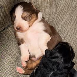 Kyndell - Red tri female Miniature Australian Shepherd puppy in North Lakeport, California from Wild Rose Ranch