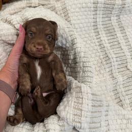Comet - Chocolate - Chocolate male Dachshund puppy in Little Elm, Texas from HotDachs